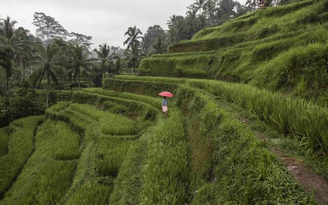 The Westin Resort & Spa Ubud, Bali