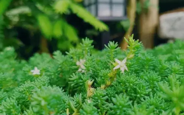 Daming Mountain Blossoming Homestay