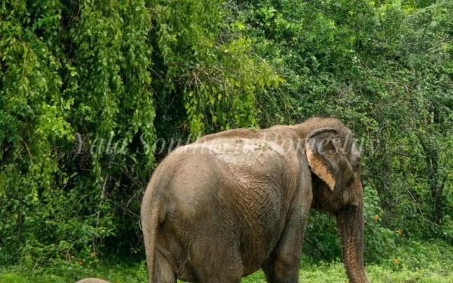 Yala Southern Homestay