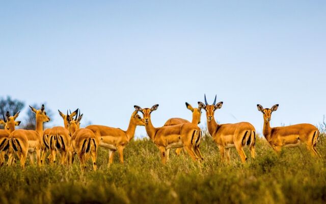 Elephants Lodge - Bellevue Forest Reserve