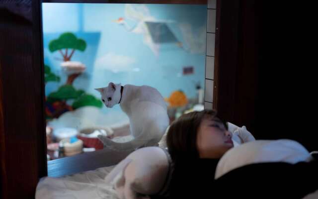 Cat Spa & Cat Ryokan by Neco Republic Osaka