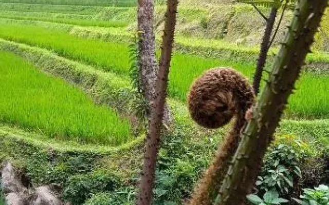 Ranggon d'tukad