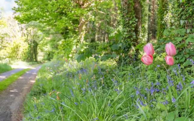 Bluebell Cottage