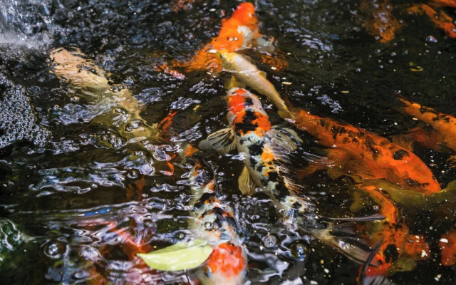 Charming Studio With Garden Oasis in Kingston