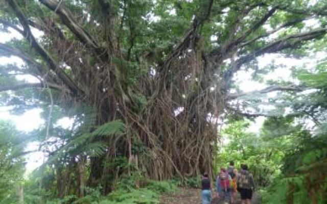 Tanna Volcano View Treehouse