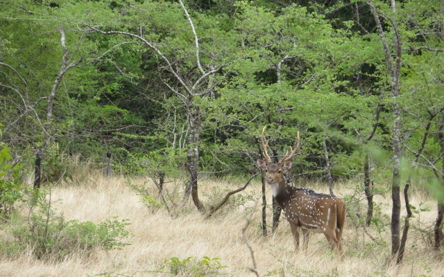 Explorer by Eco Team - Wasgamuwa National Park