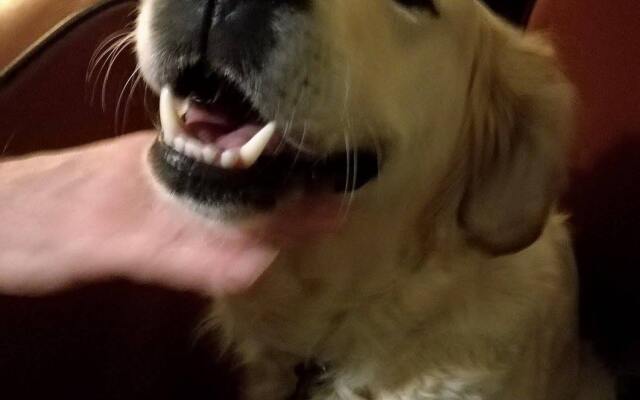 Rose In Vale Country House Hotel