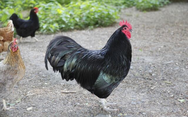 Hotel Gut Hühnerhof