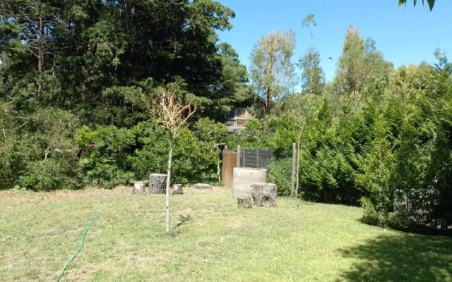 Olivo de Bohemia