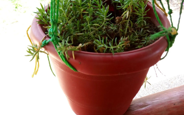 Songbird safari lodge