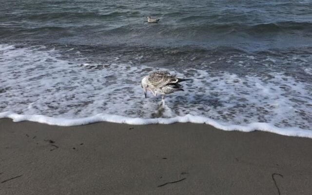 Spacious apartment in Boltenhagen near the beach