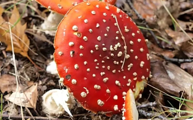 Bed En Breakfast Putten