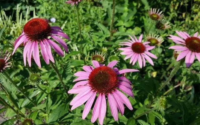 The Inn at Westwynd Farm B&B