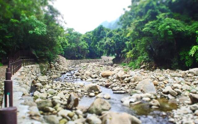 Nanzhuang Olive Tree