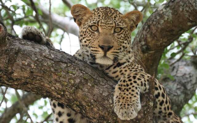 Mohlabetsi Safari Lodge