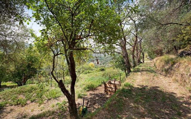 La liguria Tra Gli Ulivi 1