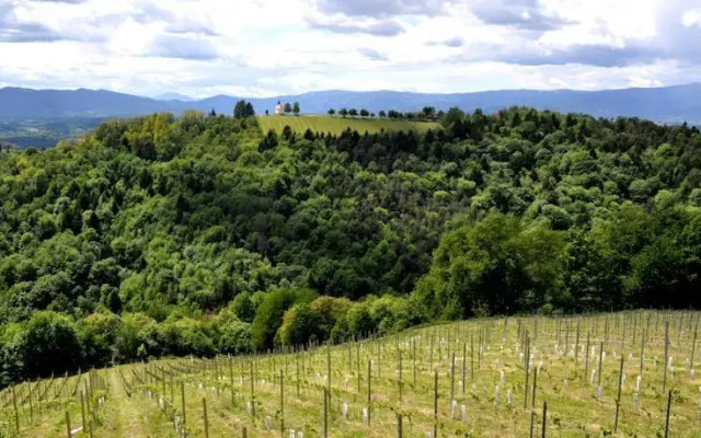 Ferienwohnung Weingut Gerngross