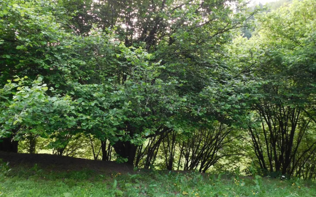 Gite Lusse, 4 pièces, 6 personnes - FR-1-589-334