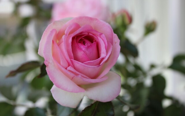 Rosenhill B&B