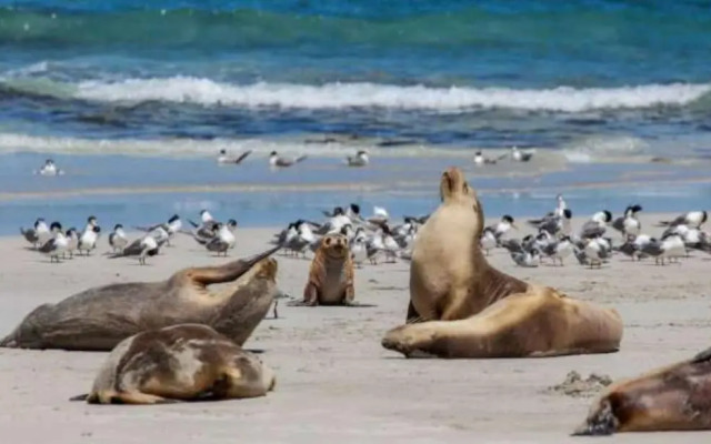 Discovery Parks - Kangaroo Island