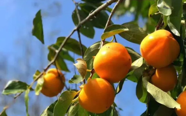 Liqun liuyuefeng Homestay