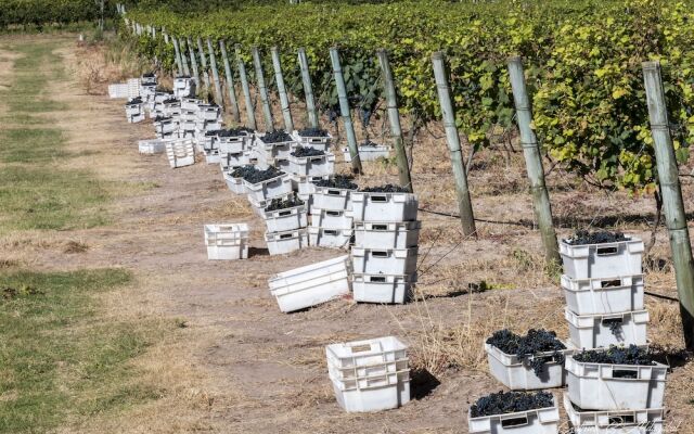 Finca Las Cavas