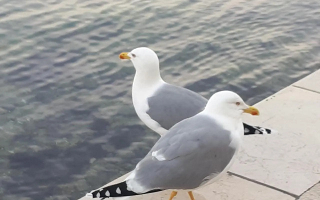 Sea Melody