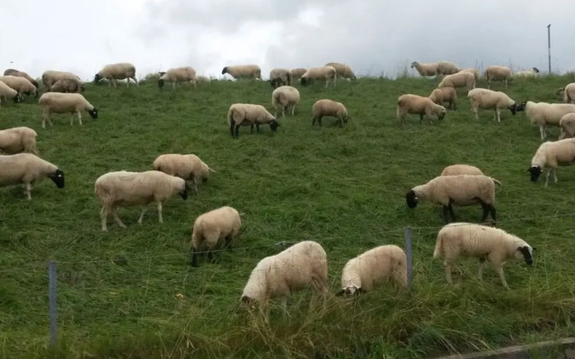 Tina Comfortable Holiday Residence