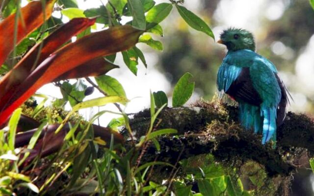 Mirador de Quetzales