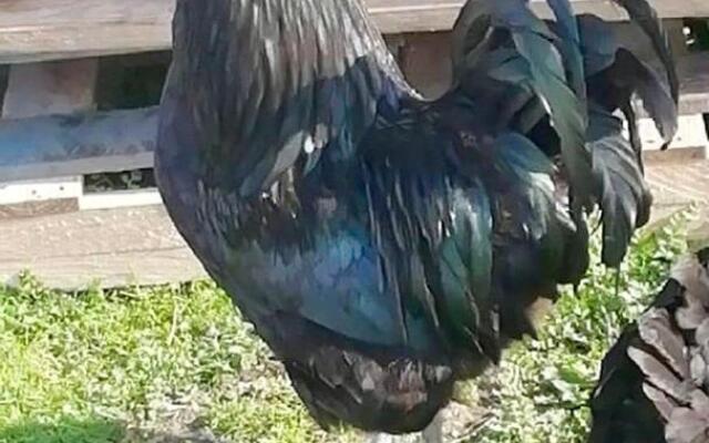 Agro-Turismo - Quinta do Pinheiro