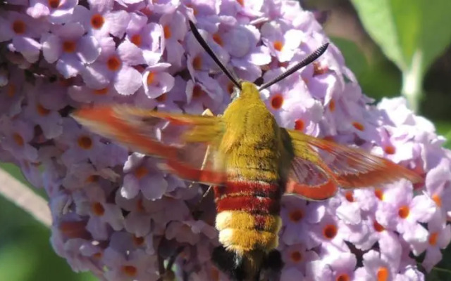 Roulotte La Cardelinha