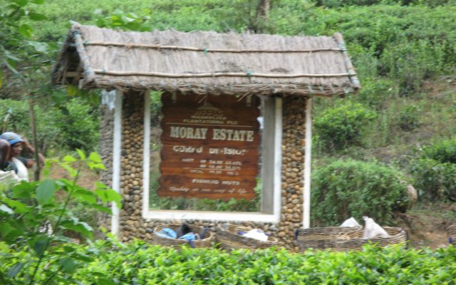 White House Adam's Peak