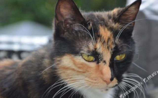 Xuanzhe Tea House Inn