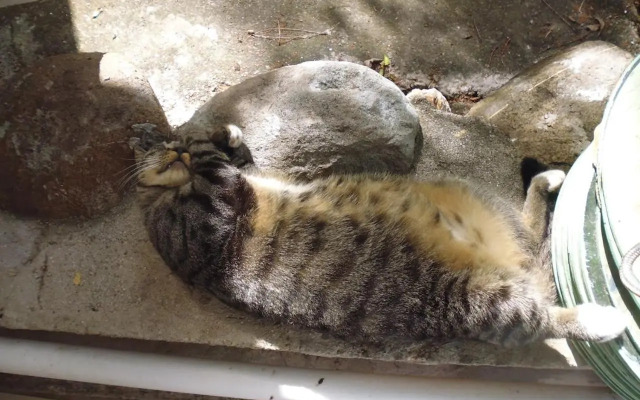 Maison d'hôte "Les Bougainvillées"