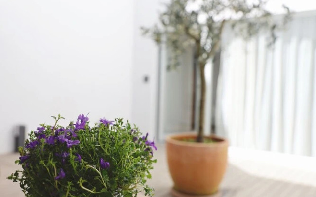 RIBEIRA FLORES 59 Downtown Apartments