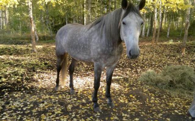 Maatilamatkailu Ilomäki