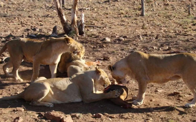 Sandpiper Villas Chobe