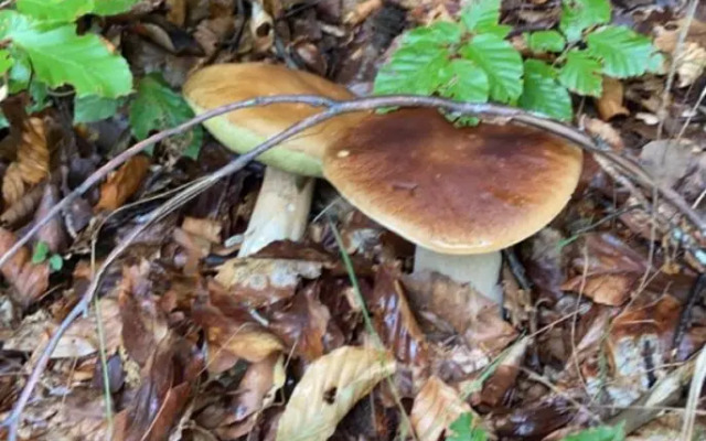 Restaurant La Renaissance