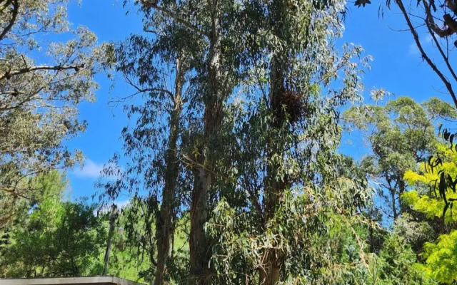 Olivo de Bohemia