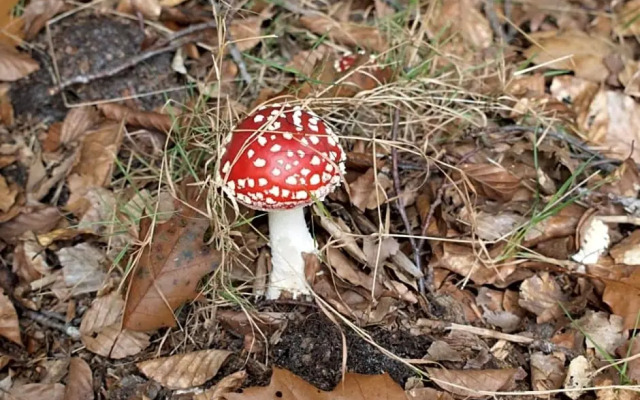 Bed En Breakfast Putten