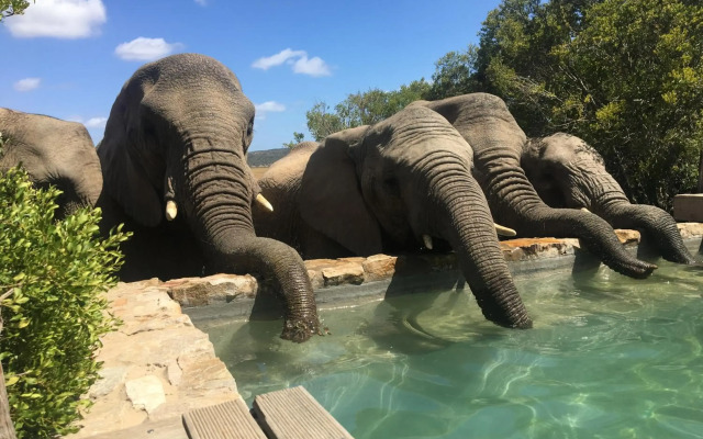HillsNek Safari Camp - Amakhala Game Reserve