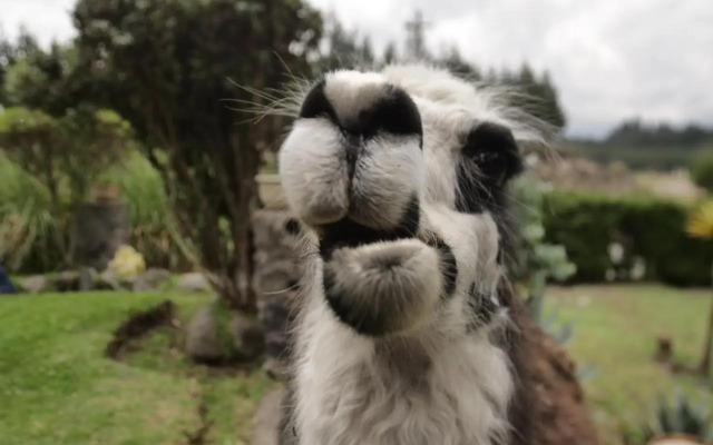Rondador Cotopaxi