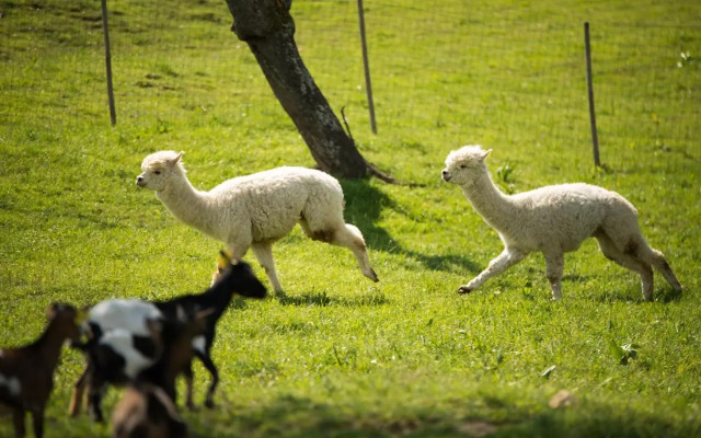 Adventure Farm
