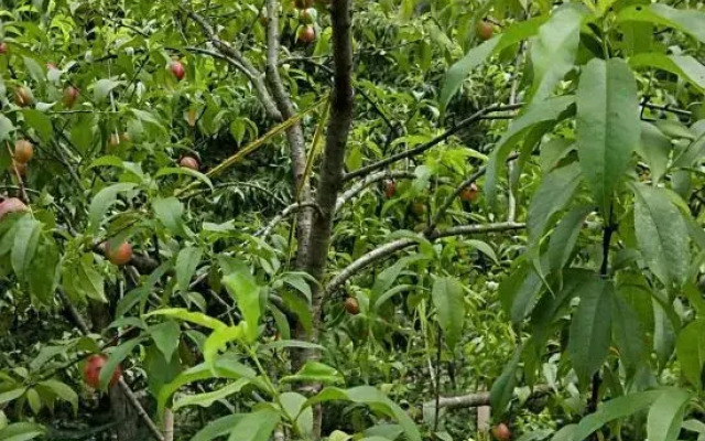 Ningguo Orchard Villa