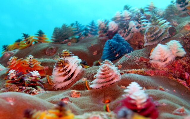 Nukubati Great Sea Reef
