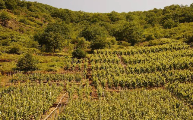 Winzerhotel - Restaurant zum Moselstrand