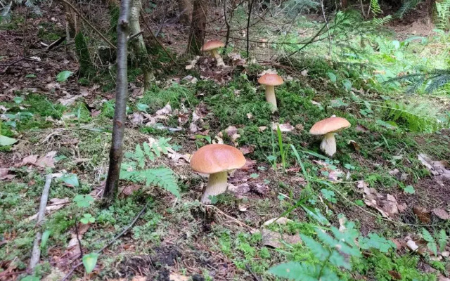 Panterej Pokoje Gościnne