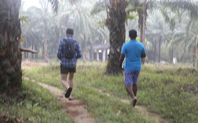 Athirapilly Green Trees