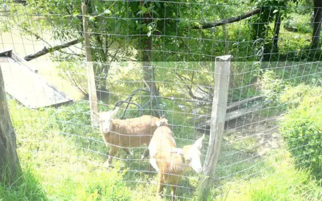 Agro-pensiunea "Plaiul Castanilor"