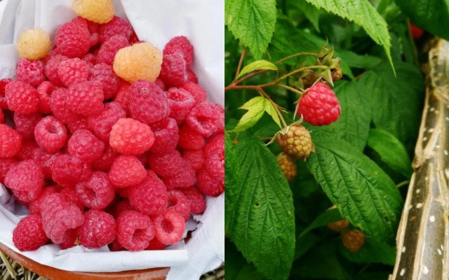 Logis Hotel Xoko-Goxoa